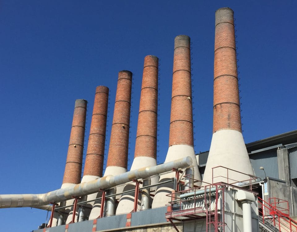 Singleton Birch Plant Secil